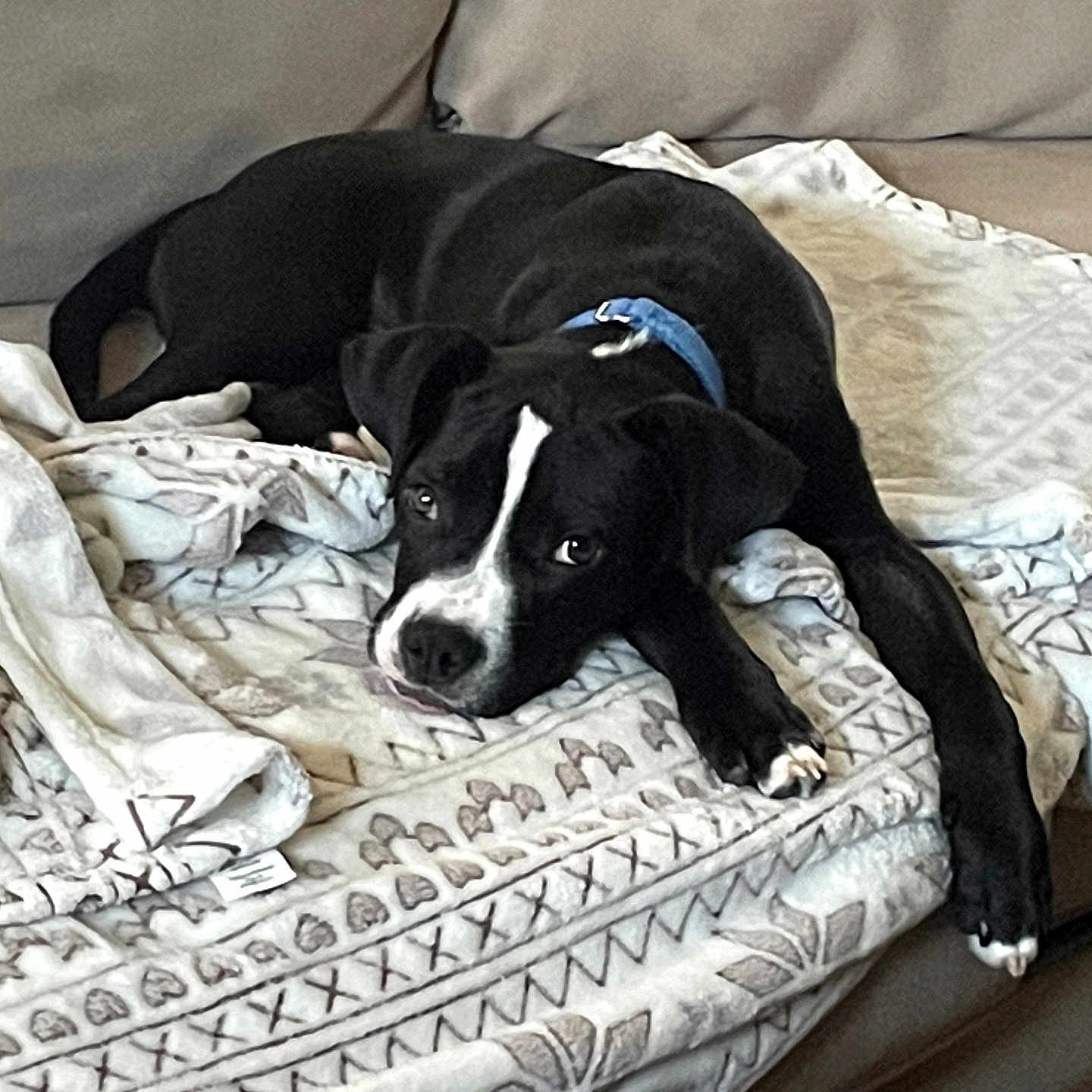 Romeo joined the competition — help win amazing prizes! dog, dogs, black_and_white, sleeping, lying_down, couch, sofa, blanket, indoor, pet, animal, blue_collar, white_markings, black_fur, patterned_fabric, relaxed, resting, portrait, home, cozy