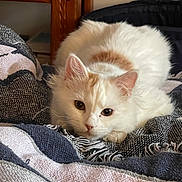 Nugget is registered to the contest to win money with this photo: animal, blanket, cat, close_up, couch, cozy, cream_fur, cute, feline, fluffy_cat, furniture, home, indoors, long_hair, looking_at_camera, lying_down, pet, portrait, resting, white_cat