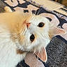 Nugget joined the competition — help win amazing prizes! animal, blanket, cat, close_up, cozy, cream_fur, fluffy, green_eyes, home, indoor, kitten, lying_down, pink_nose, pointed_ears, portrait, relaxed, textile, upside_down, whiskers, white_fur
