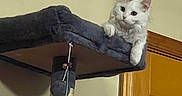 Nugget is registered to the contest to win money with this photo: animal, cat, cat_tree, doorway, feline, fluffy, furniture, home, indoors, looking_at_camera, lounging, pet, platform, portrait, scratching_post, toy, wall, warm_lighting, white_cat, wooden_door