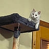 animal, cat, cat_tree, doorway, feline, fluffy, furniture, home, indoors, looking_at_camera, lounging, pet, platform, portrait, scratching_post, toy, wall, warm_lighting, white_cat, wooden_door