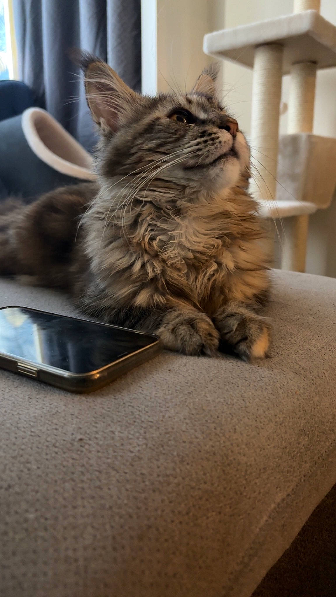 Ulya participe au concours pour gagner de l'argent avec cette photo : bowl, box, carnivore, cat, claw, comfort, cutlery, domestic_short_haired_cat, felidae, fur, kitchen_utensil, paw, plant, serveware, small_to_medium_sized_cats, snout, tableware, tail, whiskers, wood
