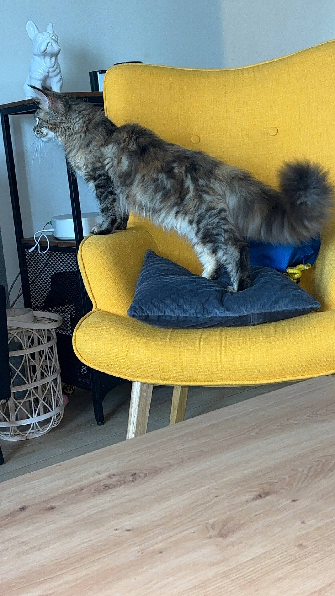 Ulya participe au concours pour gagner de l'argent avec cette photo : carnivore, cat, cat_supply, comfort, companion_dog, dog_breed, domestic_short_haired_cat, felidae, flooring, fur, hardwood, outdoor_furniture, room, sitting, small_to_medium_sized_cats, tail, whiskers, wood, wood_flooring