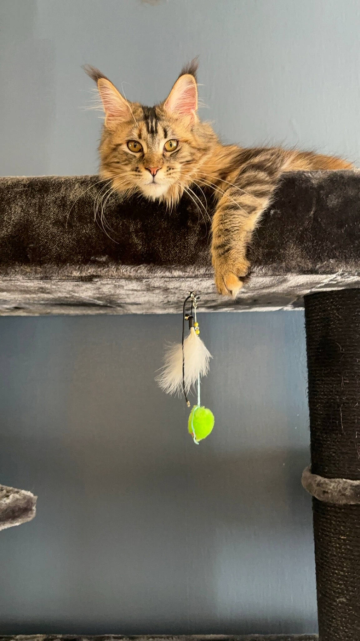 Ulya a rejoint le concours — aidez-le/la à gagner de superbes lots ! art, carnivore, cat, claw, domestic_short_haired_cat, fawn, felidae, fur, paw, photo_caption, plant, reflection, small_to_medium_sized_cats, tail, tree, twig, water, whiskers, wildlife, wood