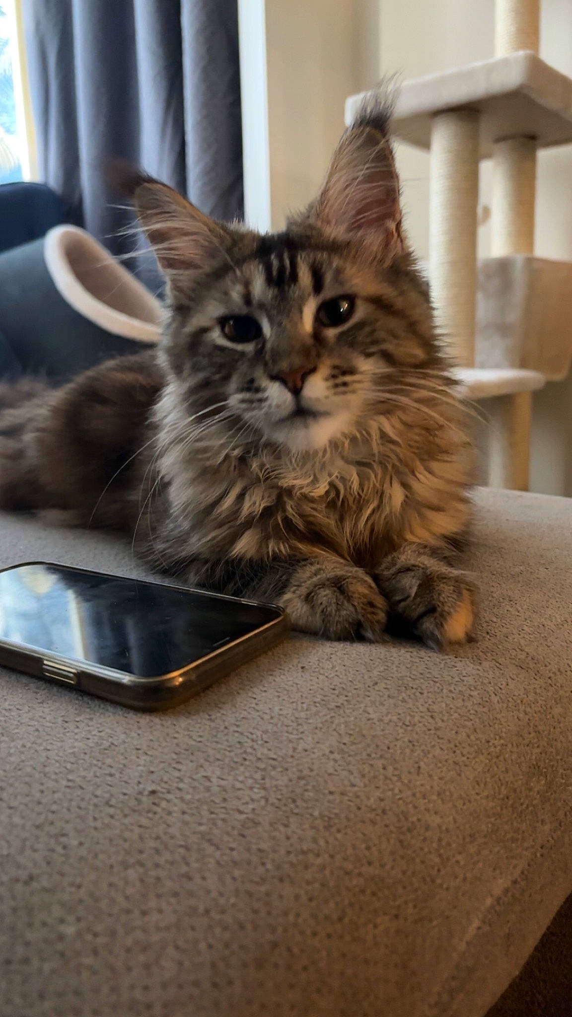 Ulya a rejoint le concours — aidez-le/la à gagner de superbes lots ! box, cardboard, carnivore, cat, cat_supply, claw, curtain, domestic_short_haired_cat, fawn, felidae, fur, kitchen_utensil, maine_coon, paw, serveware, small_to_medium_sized_cats, snout, tableware, terrestrial_animal, whiskers