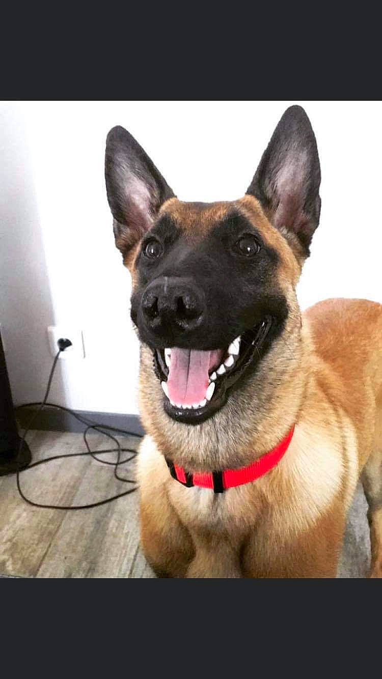 Naya a rejoint le concours — aidez-le/la à gagner de superbes lots ! belgian_shepherd, belgian_shepherd_malinois, canidae, carnivore, collar, dog, dog_breed, dog_collar, ear, fawn, german_shepherd_dog, king_shepherd, mammal, photography, police_dog, snout, vertebrate, working_dog