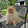 backyard, chair, dog, fluffy, furniture, garden, greenery, grill, lawn, outdoor, palm_tree, patio, pet, pomeranian, portrait, puppy, sitting, small_dog, tan_fur, tongue_out