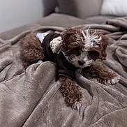 Teddy is registered to the contest to win money with this photo: bed, bedding, blanket, brown, cozy, curly_fur, cute, dog, fur, indoor, looking_at_camera, paws, pet, puppy, resting, small_dog, sofa, soft_blanket, sweater, white
