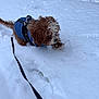 Teddy joined the competition — help win amazing prizes! backyard, coat, cold, curly_fur, dog, footprints, harness, jacket, leash, outdoor, paws, pet, playful, portrait, puppy, small_dog, snow, wet_fur, white_snow, winter