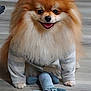 Terry joined the competition — help win amazing prizes! dog, pomeranian, pet, fluffy, sweater, toy, plush, blue, floor, wooden_floor, indoor, cute, smiling, animal, small_dog, fur, playful, happy, companion, domestic