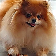 Terry is registered to the contest to win money with this photo: dog, pomeranian, fluffy, pet, lying_down, floor, chew_stick, happy, smiling, fur, small_dog, animal, cute, domestic_animal, guarding, indoor, paw, face, mouth_open, bright_eyes