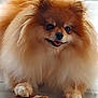 dog, pomeranian, fluffy, pet, lying_down, floor, chew_stick, happy, smiling, fur, small_dog, animal, cute, domestic_animal, guarding, indoor, paw, face, mouth_open, bright_eyes