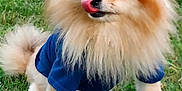 Terry is registered to the contest to win money with this photo: dog, pomeranian, fluffy, tongue, blue_shirt, grass, pet, cute, animal, outdoor, small_dog, fur, canine, playful, mammal, tongue_out, adorable, sitting, nature, portrait
