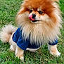 dog, pomeranian, fluffy, tongue, blue_shirt, grass, pet, cute, animal, outdoor, small_dog, fur, canine, playful, mammal, tongue_out, adorable, sitting, nature, portrait