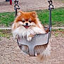 Terry is registered to the contest to win money with this photo: dog, pomeranian, swing, playground, grass, sand, happy, pet, fluffy, animal, outdoor, park, metal, seat, tongue_out, cute, small_dog, summer, fun, leisure