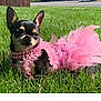 adorable, animal, chihuahua, cute, dog, ears, fashion, fur, grass, outdoor, pearl_necklace, pet, pink_dress, playful, portrait, resting, small_dog, summer, sunlight, tutu