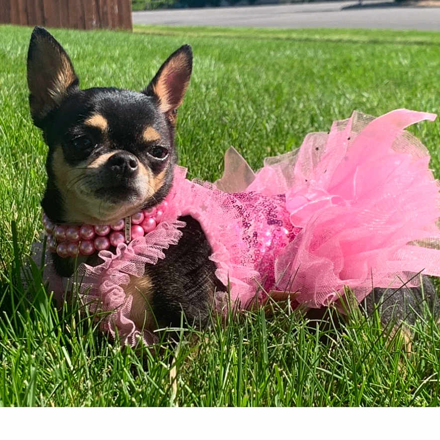 Midgee is registered to the contest to win money with this photo: adorable, animal, chihuahua, cute, dog, ears, fashion, fur, grass, outdoor, pearl_necklace, pet, pink_dress, playful, portrait, resting, small_dog, summer, sunlight, tutu