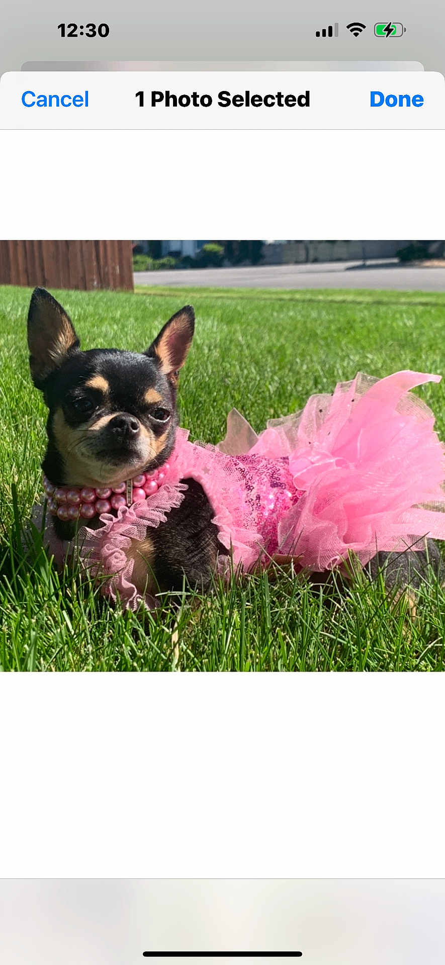 Midgee is registered to the contest to win money with this photo: adorable, animal, chihuahua, cute, dog, ears, fashion, fur, grass, outdoor, pearl_necklace, pet, pink_dress, playful, portrait, resting, small_dog, summer, sunlight, tutu
