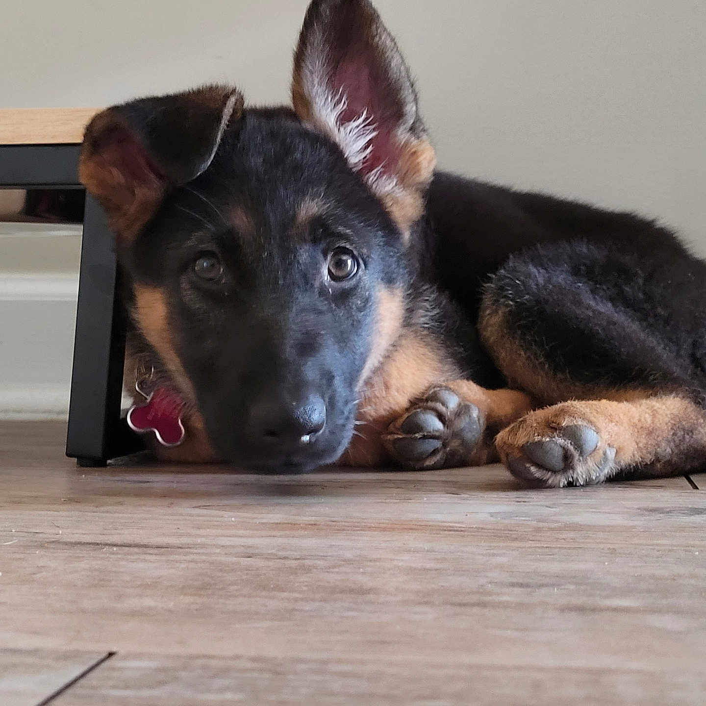 Xena is registered to the contest to win money with this photo: animal, black, brown, closeup, collar, curious, cute, dog, ears, floor, fur, german_shepherd, indoor, lying_down, paw, pet, puppy, table_leg, wooden_floor, young