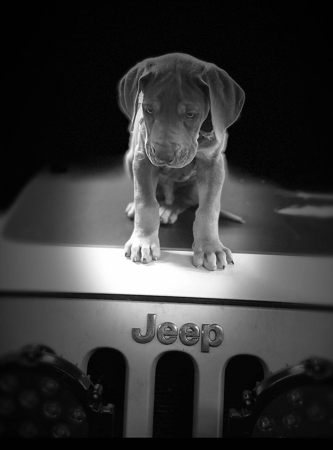 Renegade is registered to the contest to win money with this photo: automotive_lighting, black, black_and_white, canidae, carnivore, companion_dog, darkness, dog, dog_breed, flash_photography, grey, monochrome, monochrome_photography, sky, snout, sporting_group, still_life_photography, style, whiskers, working_animal