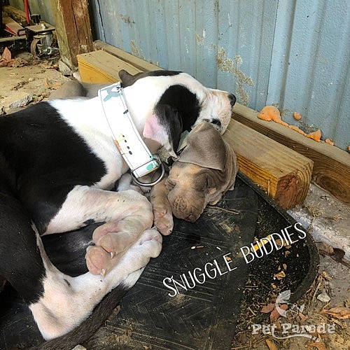 Renegade joined the competition — help win amazing prizes! canidae, carnivore, collar, comfort, companion_dog, dog, dog_breed, dog_collar, dog_supply, fawn, fence, fur, nap, pet_supply, photo_caption, snout, sporting_group, tail, terrestrial_animal, working_animal