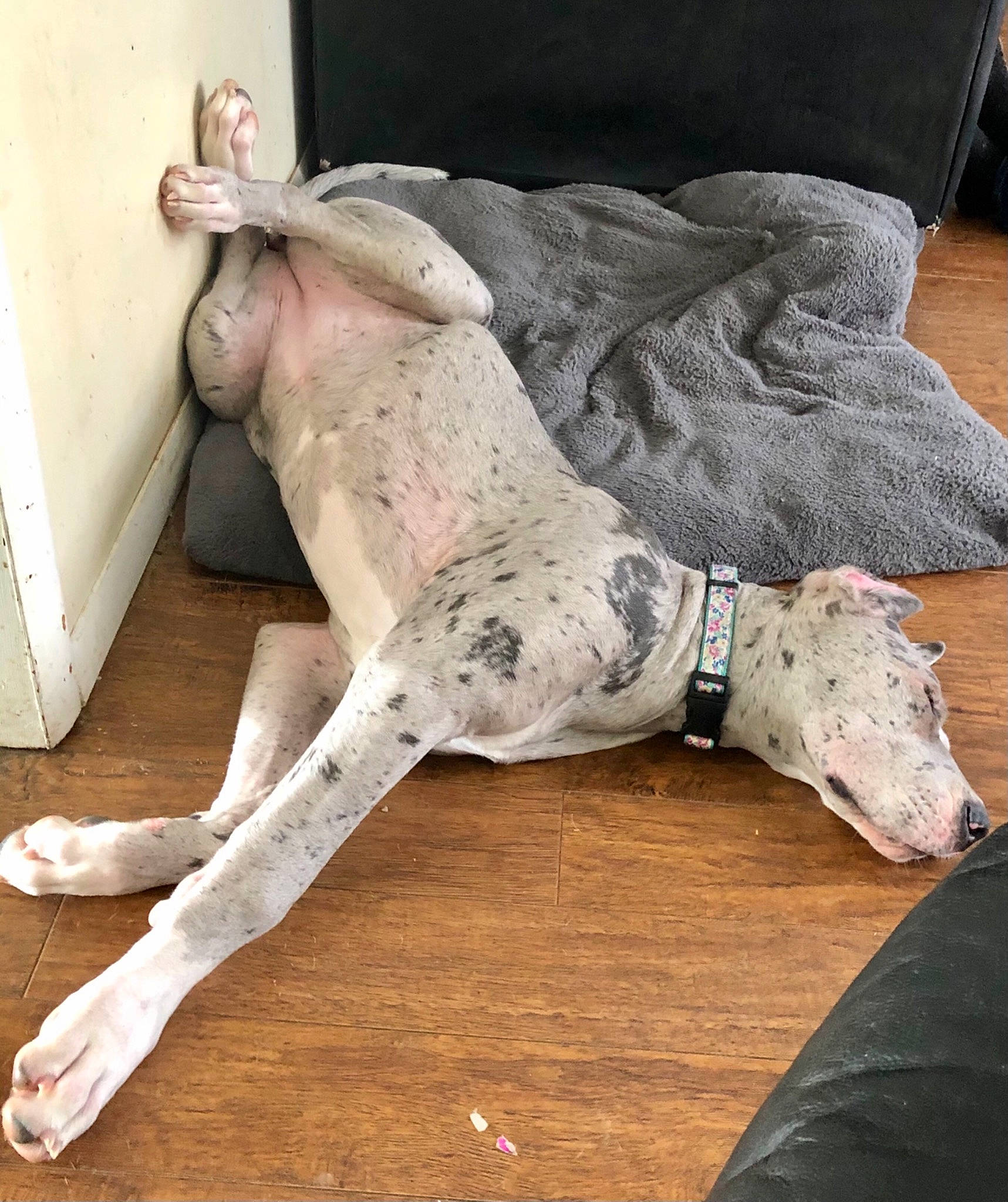 Blaze is registered to the contest to win money with this photo: art, barefoot, canidae, chest, comfort, companion_dog, couch, dog, fawn, flesh, flooring, foot, human_leg, knee, leg, linens, sporting_group, thigh, trunk, wood