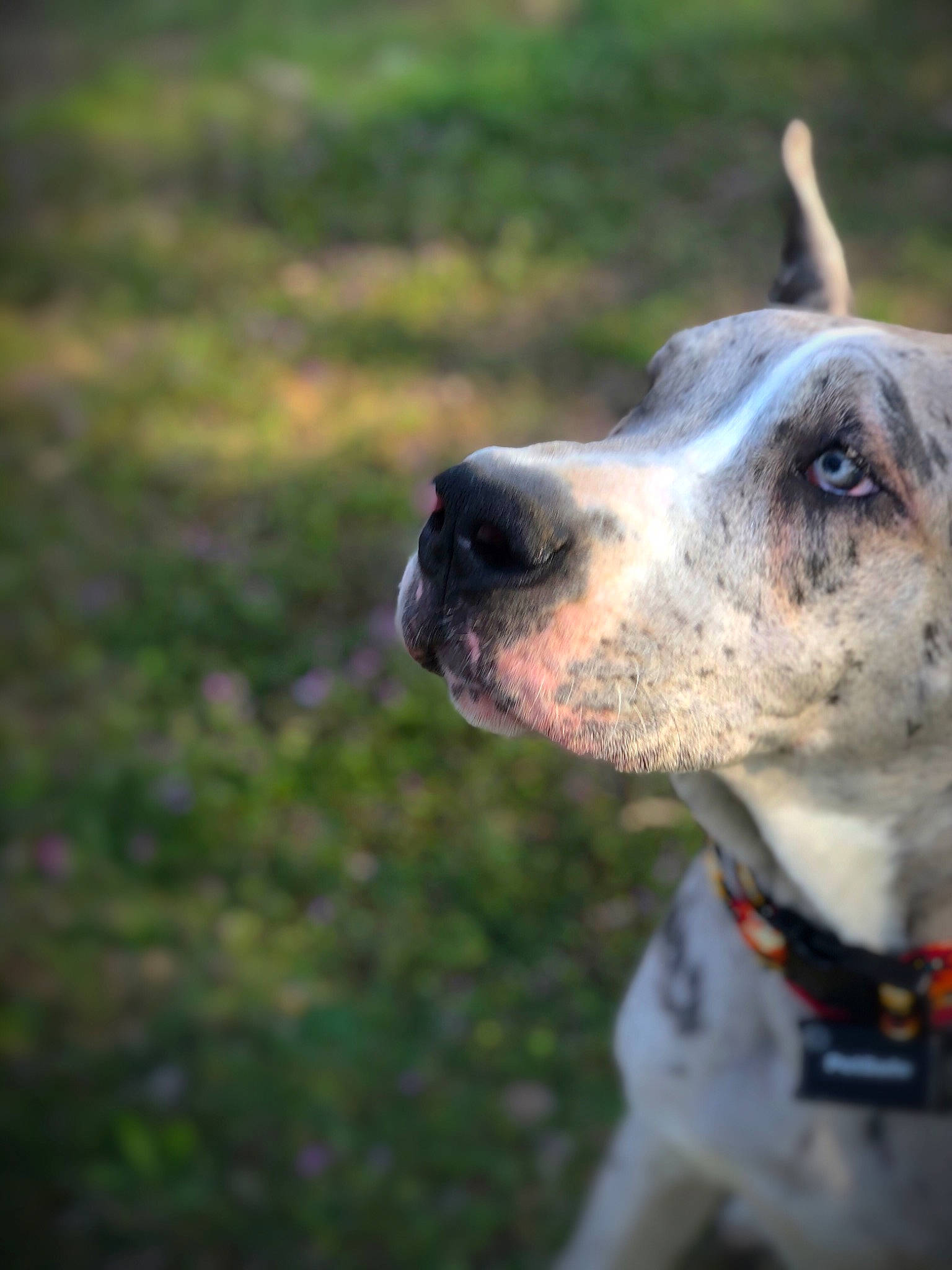 Blaze is registered to the contest to win money with this photo: ancient_dog_breeds, australian_cattle_dog, canidae, carnivore, collar, companion_dog, dog, dog_breed, dog_collar, dog_supply, fur, grass, great_dane, non_sporting_group, plant, snout, sporting_group, whiskers, working_animal, working_dog