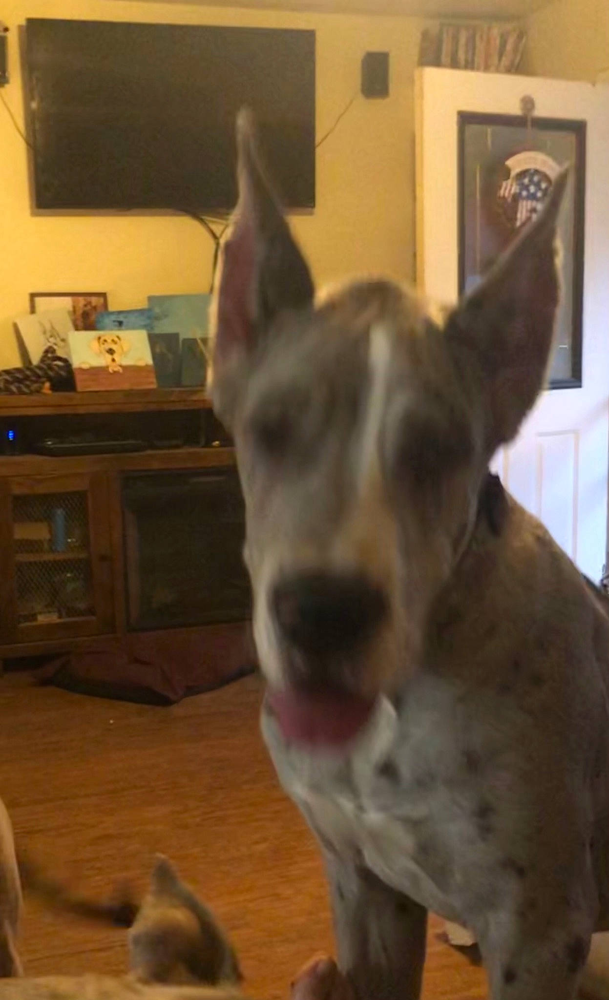 Blaze joined the competition — help win amazing prizes! ancient_dog_breeds, carnivore, collar, companion_dog, dog, dog_breed, ear, fawn, flooring, fur, guard_dog, hardwood, jaw, mammal, non_sporting_group, television, terrestrial_animal, whiskers, wood, working_animal