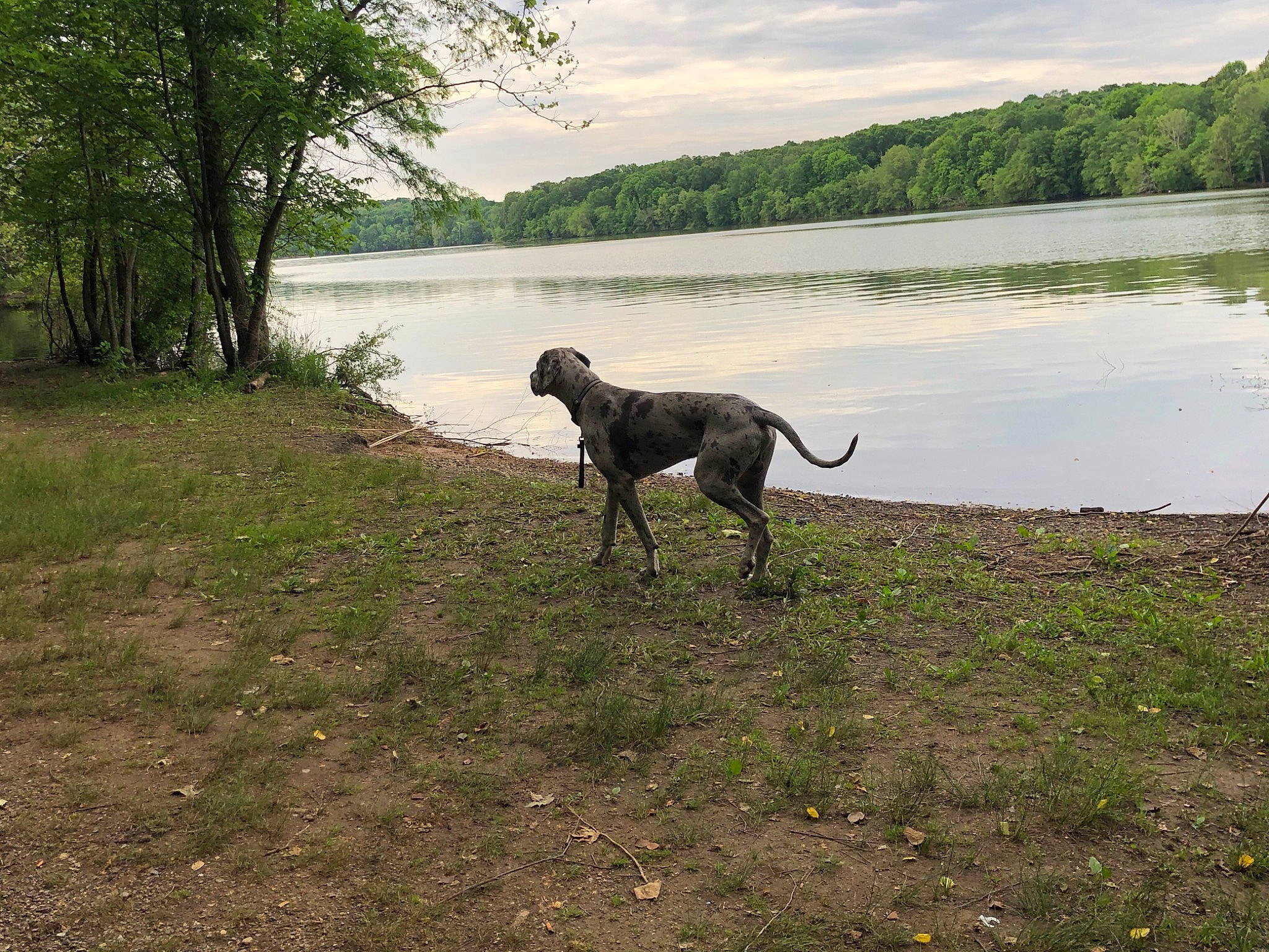 Rumble is registered to the contest to win money with this photo: bank, body_of_water, canidae, carnivore, cloud, dog, dog_breed, fawn, grass, gun_dog, lacustrine_plain, lake, natural_landscape, plant, reservoir, sky, tail, tree, water, working_animal