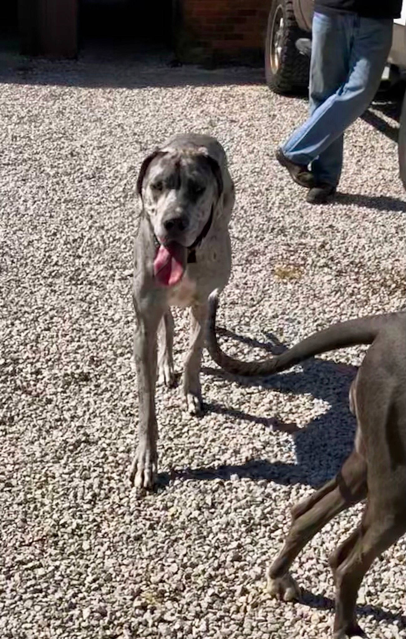 Rumble joined the competition — help win amazing prizes! canidae, carnivore, collar, companion_dog, dog, dog_breed, dog_collar, dog_supply, dog_walking, fawn, leash, paw, pet_supply, road_surface, snout, soil, sporting_group, tail, working_animal, working_dog