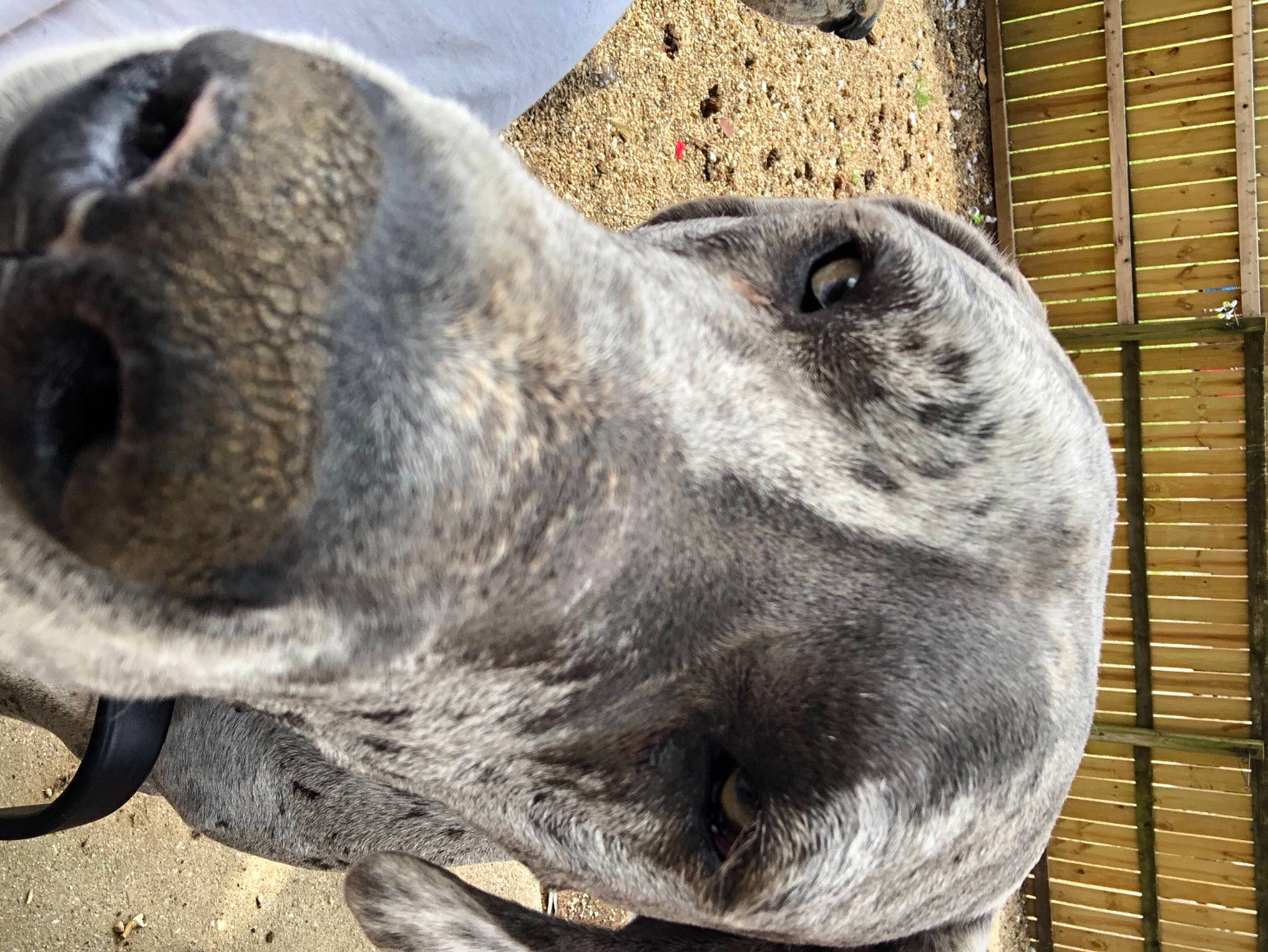 Rumble joined the competition — help win amazing prizes! ancient_dog_breeds, art, canidae, carnivore, companion_dog, dog, dog_breed, fawn, giant_dog_breed, great_dane, guard_dog, non_sporting_group, pack_animal, sculpture, snout, sporting_group, terrestrial_animal, whiskers, working_animal, working_dog