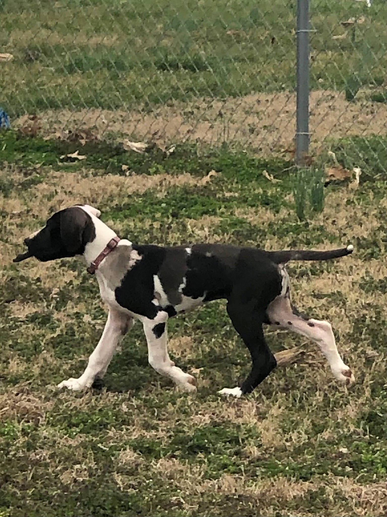 Pearl joined the competition — help win amazing prizes! canidae, carnivore, collar, companion_dog, dog, dog_breed, dog_collar, field, grass, grassland, gun_dog, hunting_dog, non_sporting_group, snout, soil, sporting_group, tail, terrestrial_animal, working_animal, working_dog