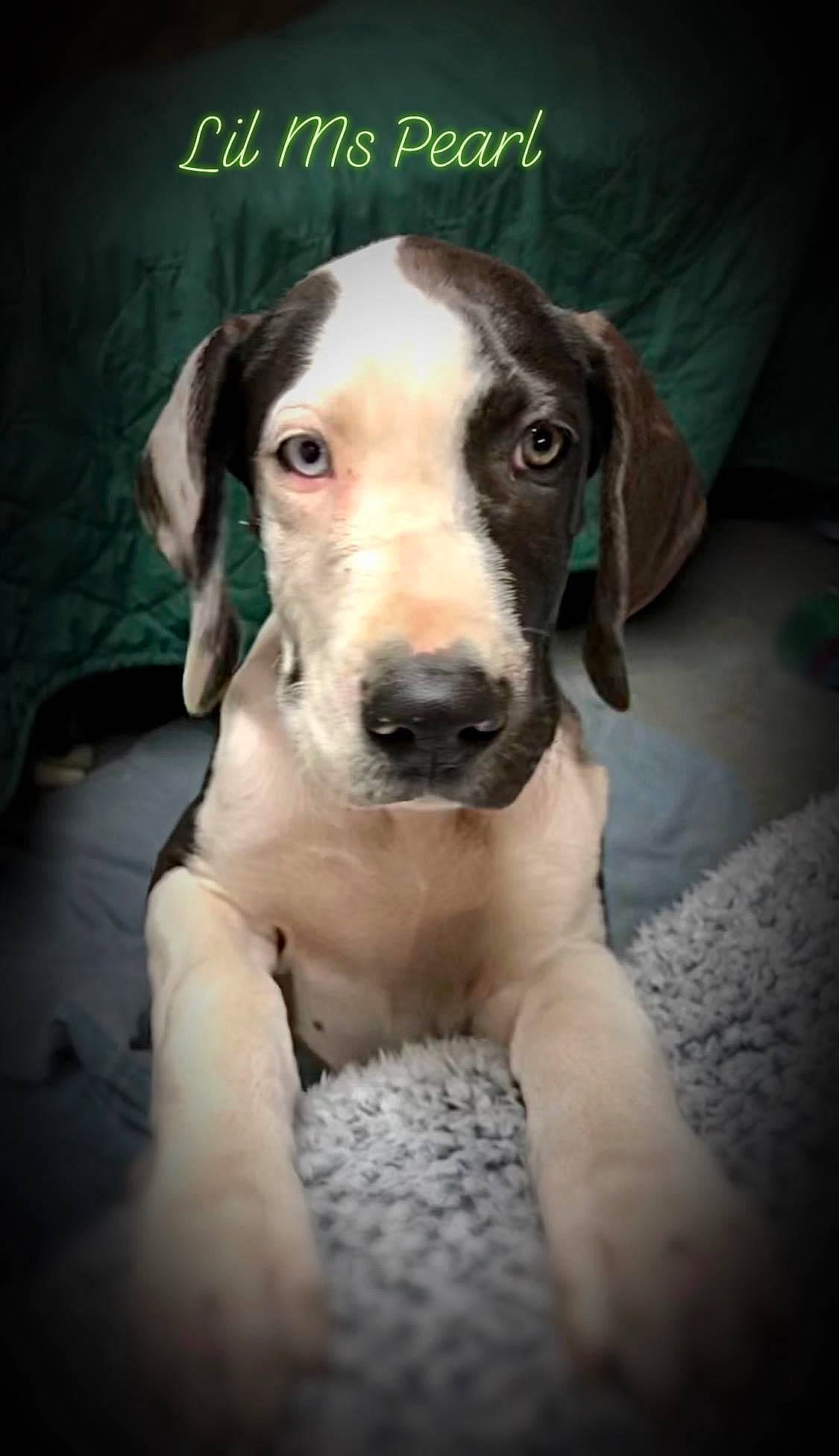 Pearl joined the competition — help win amazing prizes! canidae, carnivore, circle, collar, companion_dog, dog, dog_breed, eye, fawn, non_sporting_group, photo_caption, snout, sporting_group, whiskers, working_animal