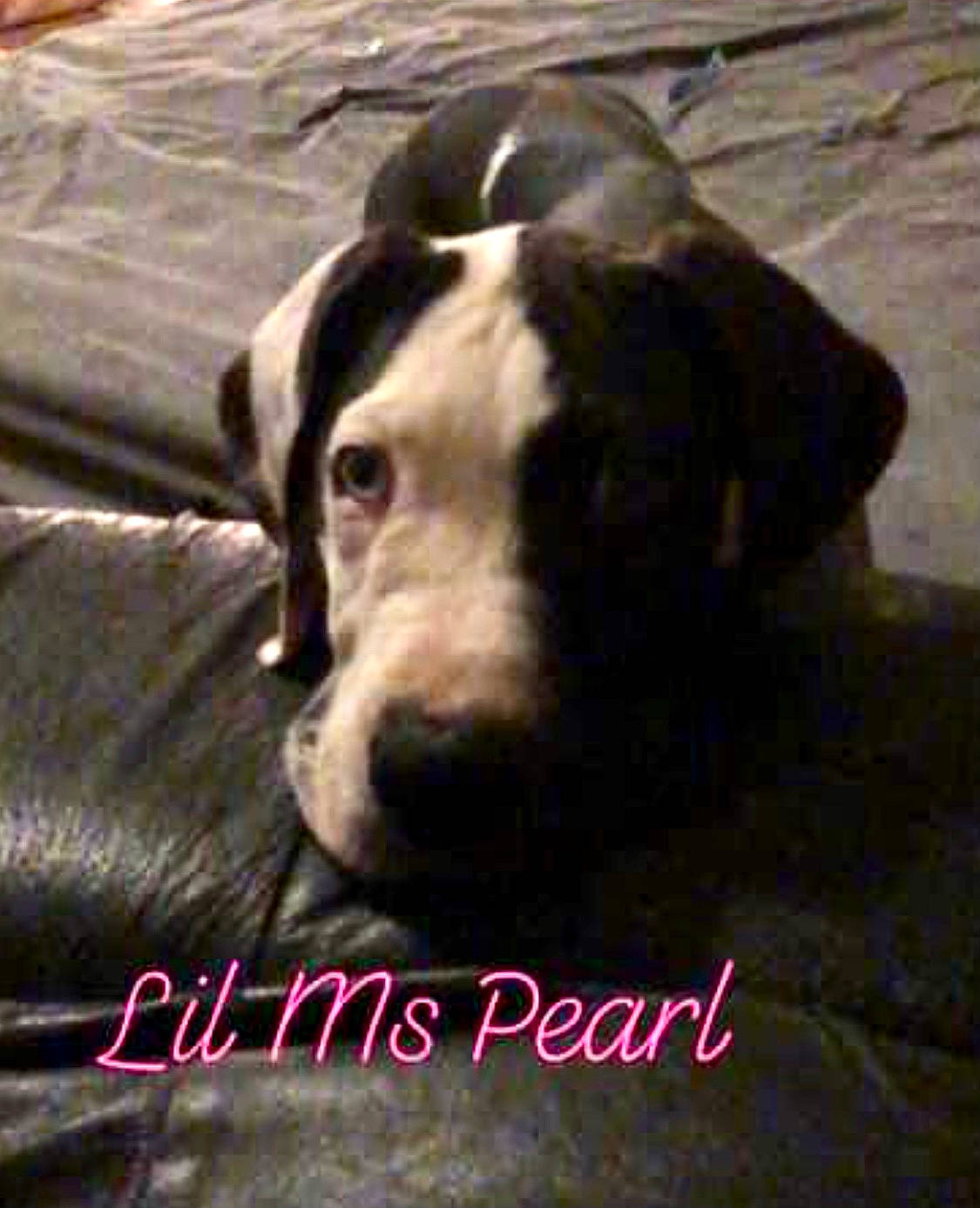 Pearl is registered to the contest to win money with this photo: canidae, carnivore, comfort, companion_dog, dog, dog_breed, font, fur, non_sporting_group, pet_supply, photo_caption, snout, sporting_group, terrestrial_animal, whiskers, working_animal