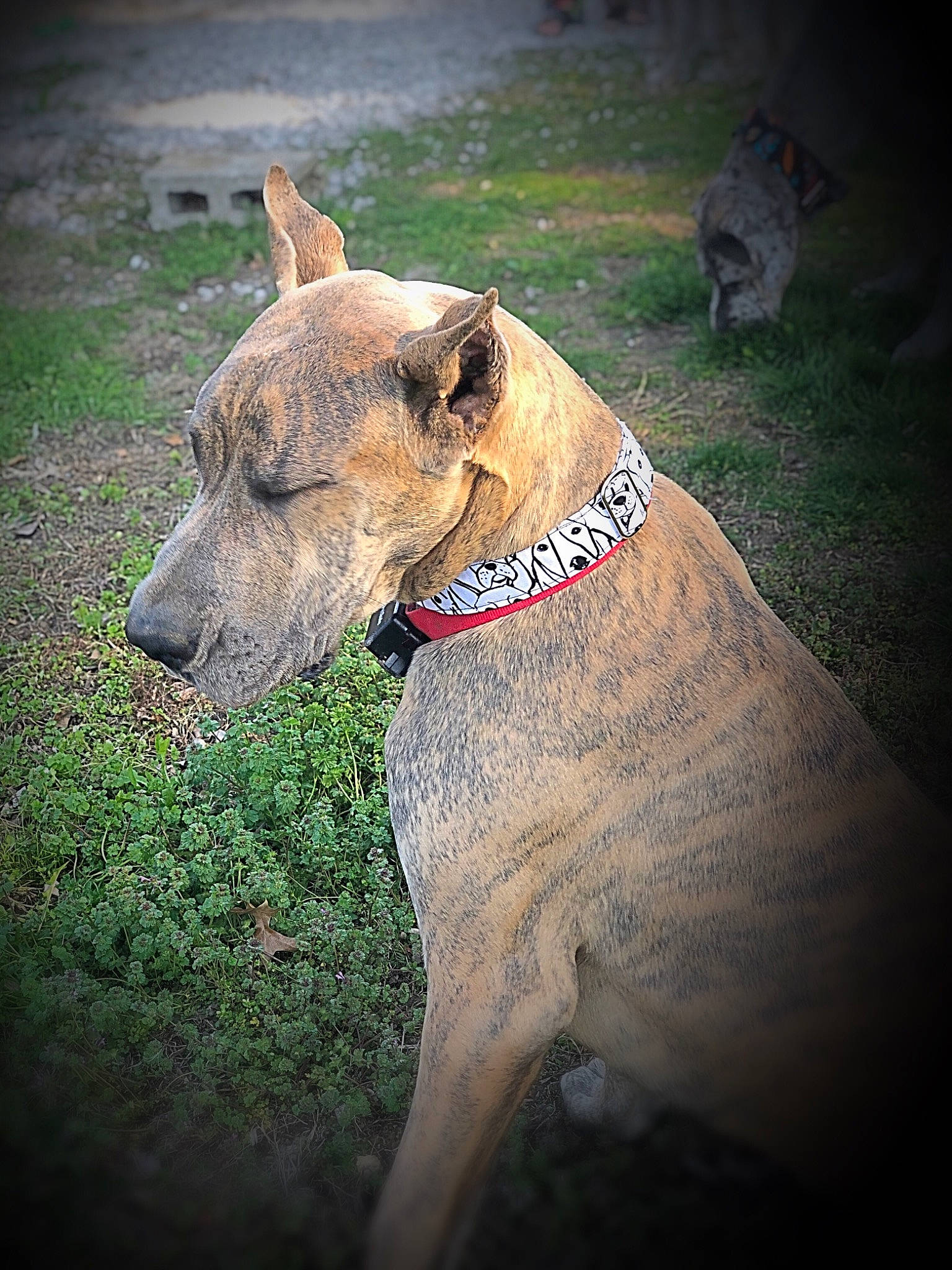 Sammy joined the competition — help win amazing prizes! ancient_dog_breeds, canidae, carnivore, collar, companion_dog, dog, dog_breed, dog_collar, fawn, grass, guard_dog, hunting_dog, non_sporting_group, plant, snout, sporting_group, terrestrial_animal, working_animal, working_dog