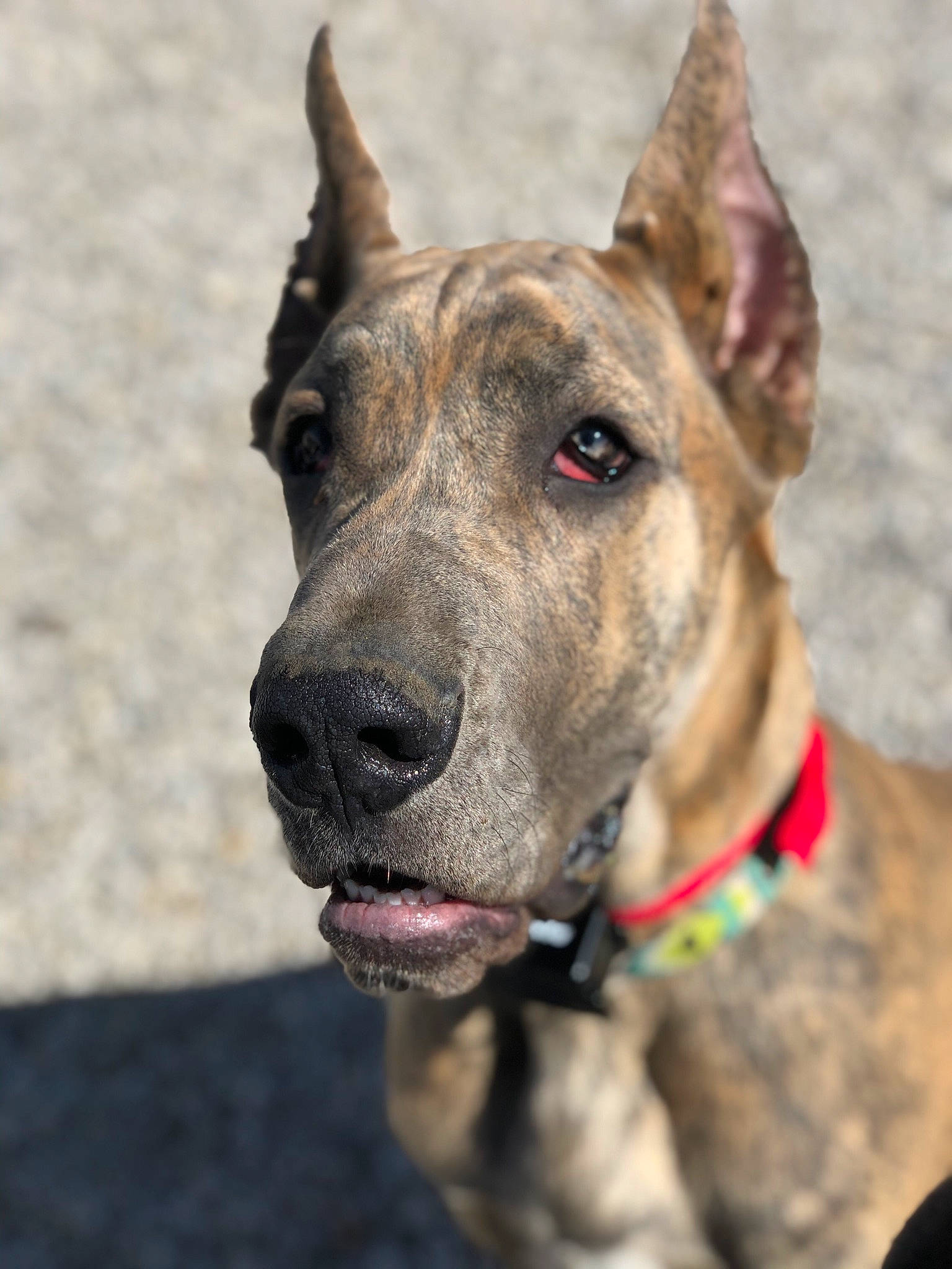 Sammy joined the competition — help win amazing prizes! ancient_dog_breeds, canidae, carnivore, collar, companion_dog, dog, dog_breed, dog_collar, dog_supply, eye, fawn, guard_dog, head, non_sporting_group, snout, sporting_group, terrestrial_animal, whiskers, working_animal, working_dog