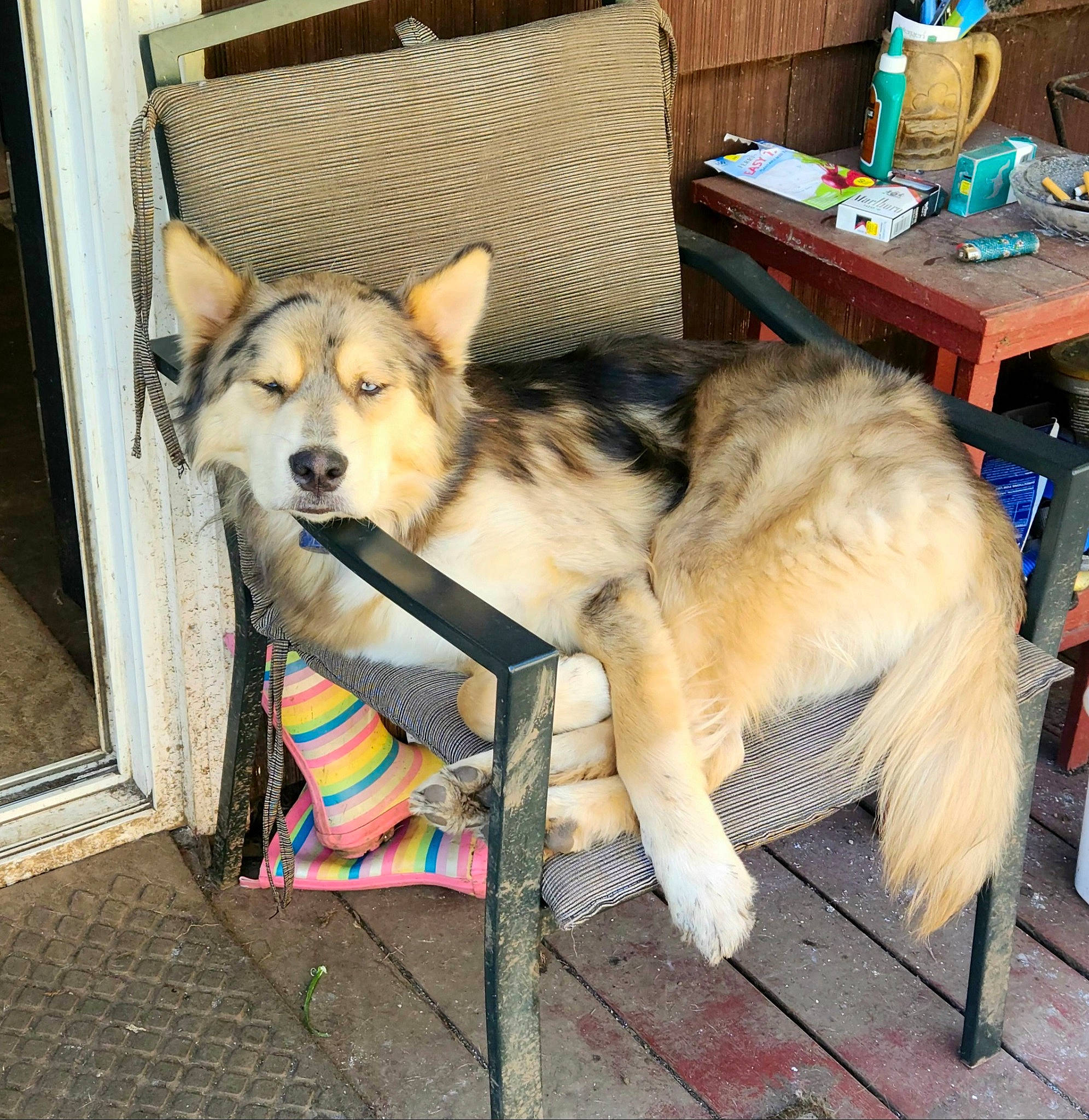 Grizzly Adams joined the competition — help win amazing prizes! ancient_dog_breeds, canidae, canis, carnivore, companion_dog, couch, dog, dog_breed, dog_supply, fawn, flooring, fur, herding_dog, siberian_husky, sitting, sled_dog, sporting_group, table, working_animal, working_dog