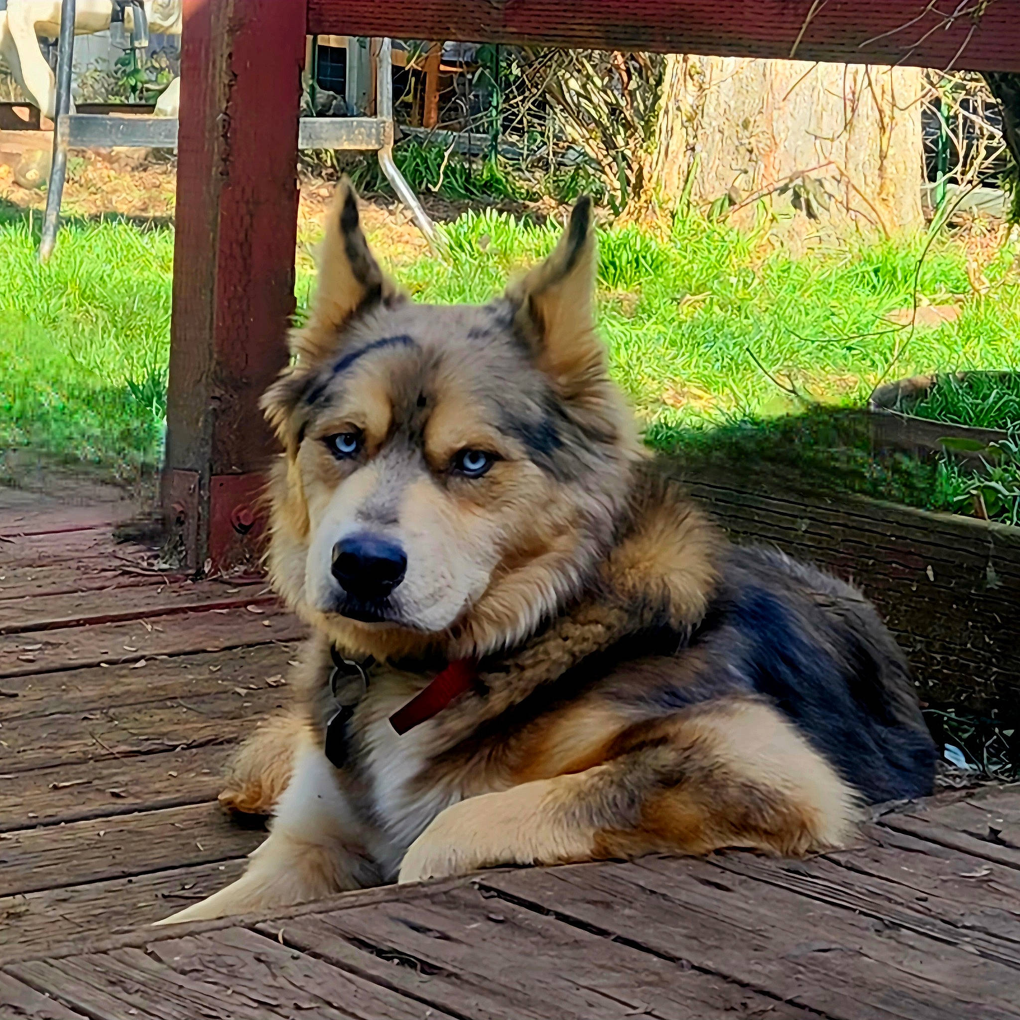 Grizzly Adams is registered to the contest to win money with this photo: canidae, carnivore, collar, companion_dog, dog, dog_breed, fawn, fur, german_shepherd_dog, grass, herding_dog, jean_short, plant, snout, sporting_group, terrestrial_animal, whiskers, wood, working_animal, working_dog