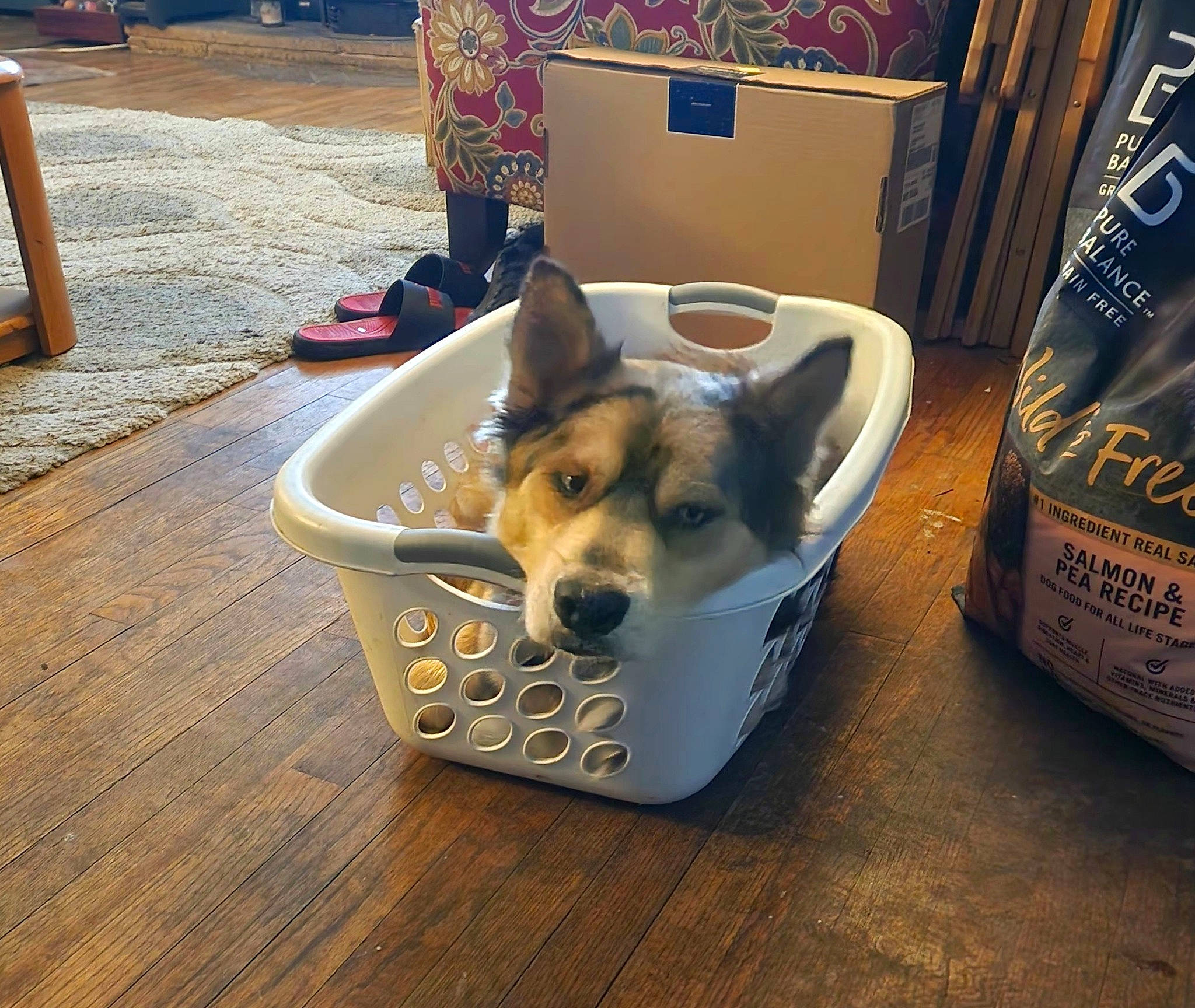 Grizzly Adams joined the competition — help win amazing prizes! bowl, carnivore, collar, companion_dog, dog, dog_bed, dog_breed, dog_supply, fawn, flooring, fur, hardwood, paw, pet_supply, snout, sporting_group, tail, toy_dog, wood, working_animal