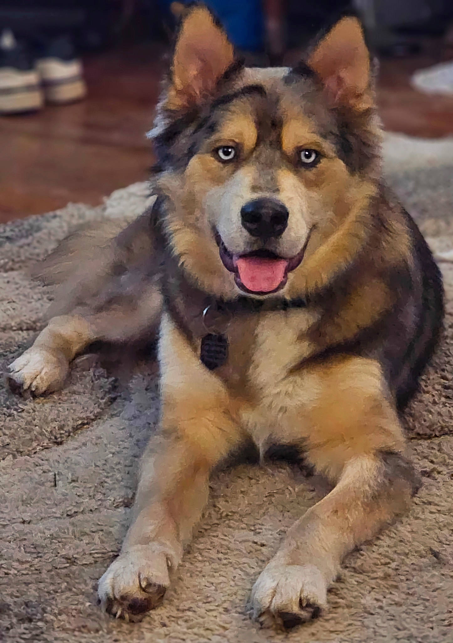 Grizzly Adams joined the competition — help win amazing prizes! ancient_dog_breeds, canidae, carnivore, companion_dog, dog, dog_breed, fawn, foot, fur, guard_dog, herding_dog, paw, snout, sporting_group, tail, terrestrial_animal, whiskers, working_animal, working_dog