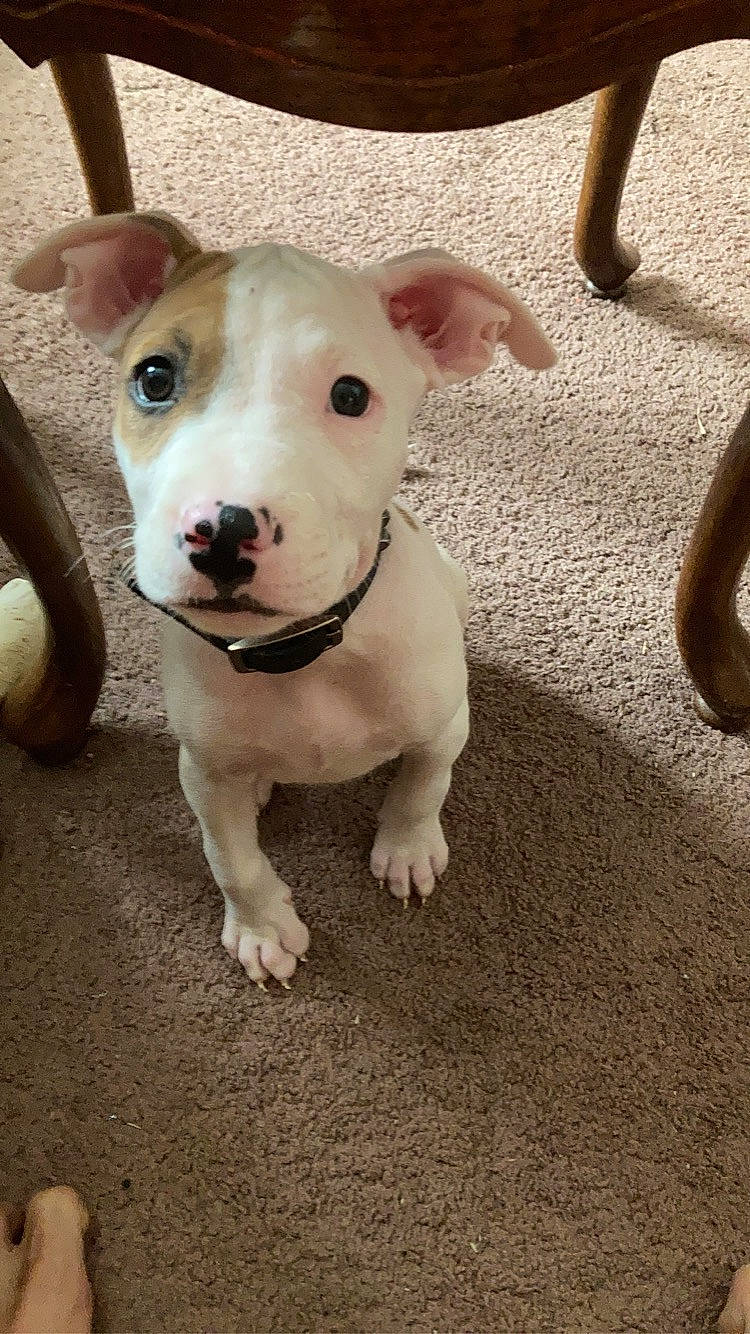 Harley is registered to the contest to win money with this photo: bull_and_terrier, bull_terrier, canidae, carnivore, collar, companion_dog, dog, dog_breed, fawn, flooring, non_sporting_group, old_english_terrier, snout, sporting_group, terrestrial_animal, toy_dog, whiskers, working_animal