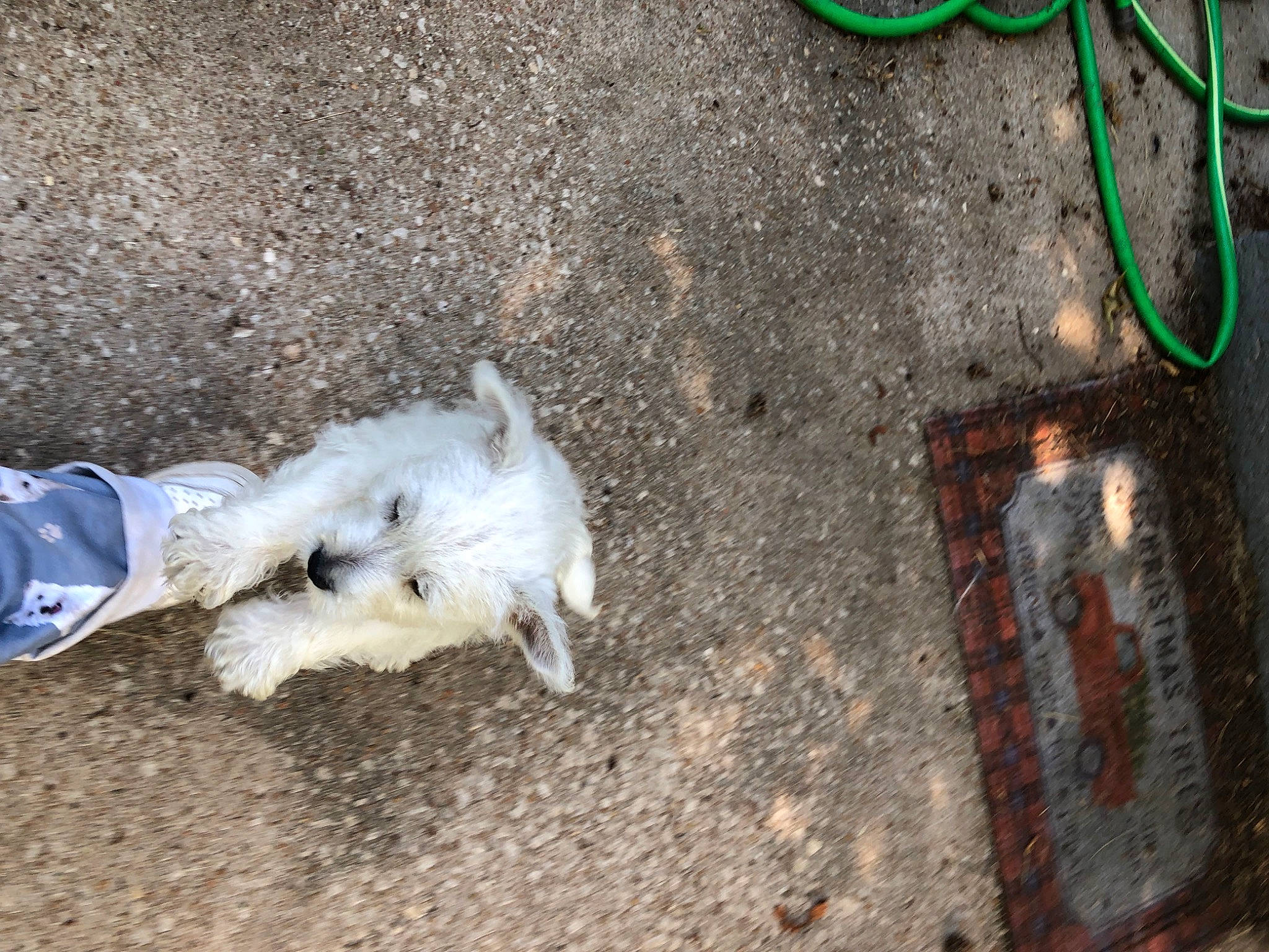 Juni is registered to the contest to win money with this photo: asphalt, canidae, carnivore, companion_dog, concrete, dog, dog_breed, felidae, fur, gas, paw, road_surface, sidewalk, small_terrier, soil, sporting_group, street_dog, tail, terrier, toy_dog