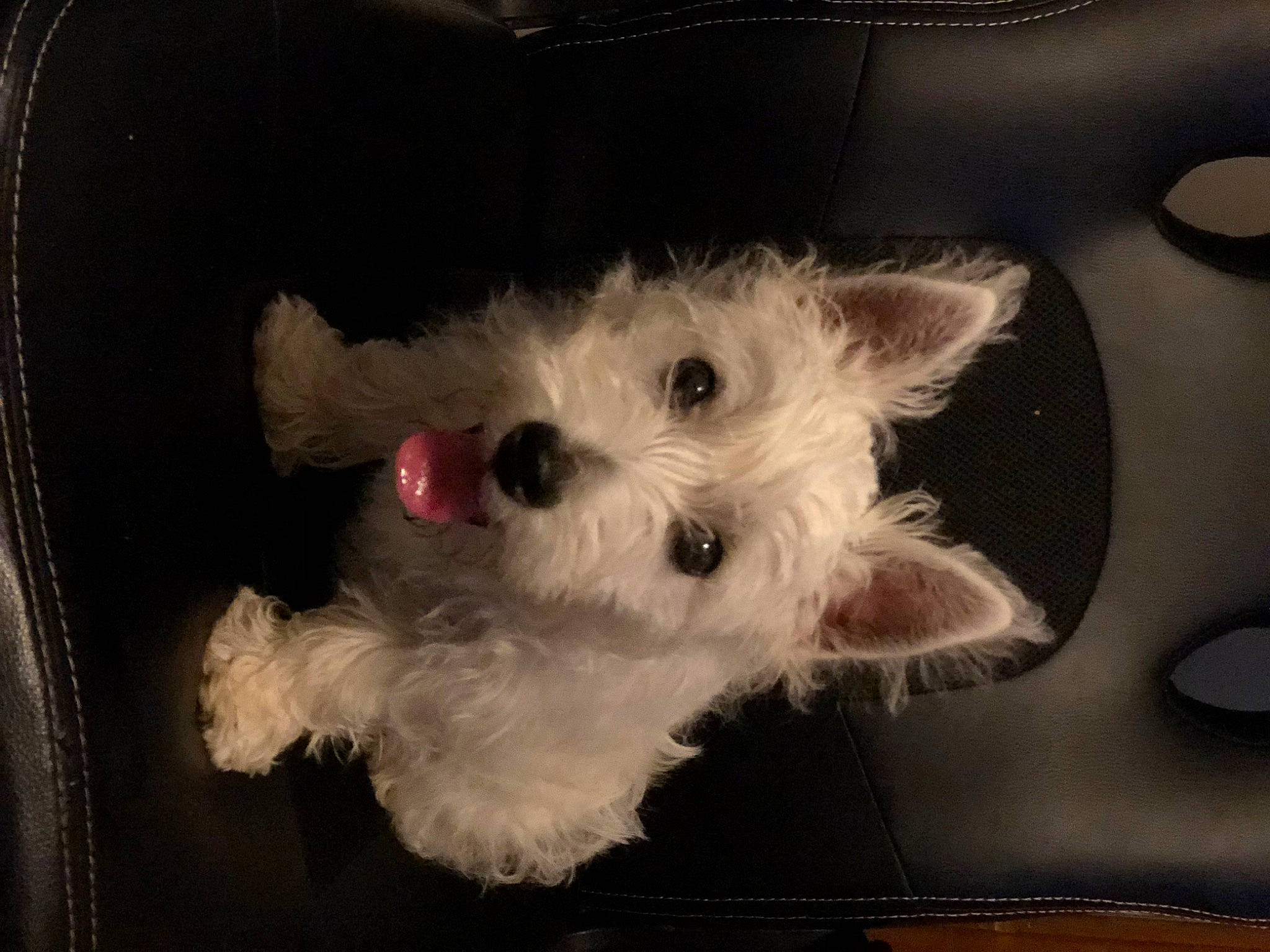 Juni joined the competition — help win amazing prizes! canidae, carnivore, companion_dog, dog, dog_breed, fawn, fur, non_sporting_group, paw, small_terrier, snout, sporting_group, stuffed_toy, terrier, toy, toy_dog, whiskers, working_animal
