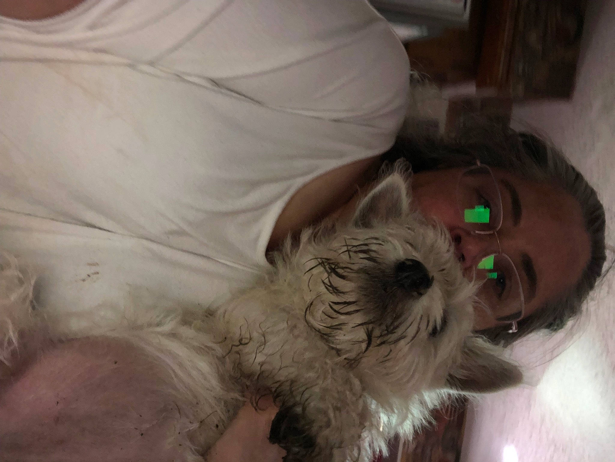 Juni is registered to the contest to win money with this photo: canidae, carnivore, comfort, companion_dog, dog, dog_breed, ear, fur, labradoodle, nap, puppy_love, shih_poo, small_terrier, smile, snout, sporting_group, terrier, toy_dog, working_animal, wrinkle