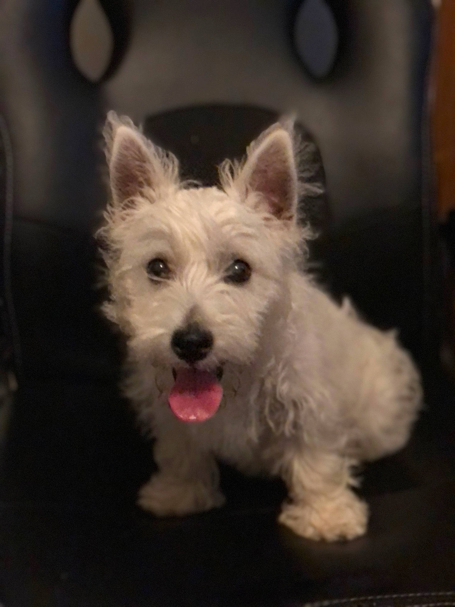 Juni joined the competition — help win amazing prizes! biewer_terrier, canidae, carnivore, companion_dog, dog, dog_breed, dog_supply, fur, non_sporting_group, scottish_terrier, small_terrier, sporting_group, terrier, toy_dog