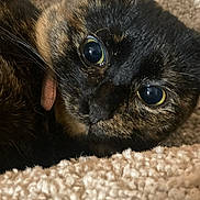 Pepper is registered to the contest to win money with this photo: animal, carpet, cat, close_up, comfort, cozy, curious, cute, domestic_animal, eyes, feline, fur, indoor, pet, portrait, resting, sleepy, soft_texture, tortoiseshell, whiskers