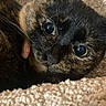 animal, carpet, cat, close_up, comfort, cozy, curious, cute, domestic_animal, eyes, feline, fur, indoor, pet, portrait, resting, sleepy, soft_texture, tortoiseshell, whiskers