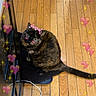 Pepper is registered to the contest to win money with this photo: adorable, animal, black_mat, cat, cute, domestic, feline, filter, flooring, hearts, indoor, kitchen, looking_up, mat, pet, playful, reflection, sparkles, tortoiseshell, wooden_floor