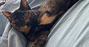 Pepper joined the competition — help win amazing prizes! animal, bed, blanket, cat, cozy, cute, domestic, ears, feline, fur, indoor, mammal, paw, pet, relaxation, resting, sleepy, soft, tortoiseshell, whiskers