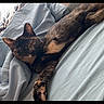 animal, bed, blanket, cat, cozy, cute, domestic, ears, feline, fur, indoor, mammal, paw, pet, relaxation, resting, sleepy, soft, tortoiseshell, whiskers